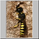 Ectemnius cavifrons oder ruficornis - Grabwespe serie04 m14.jpg